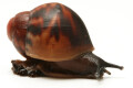 Archachatina marginata egregia Cameroon typ 1a juvenil